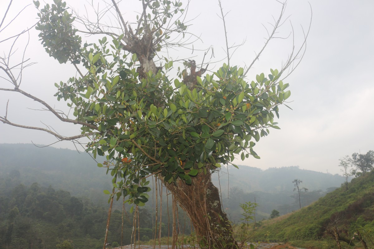 Clusia rosea Jacq.